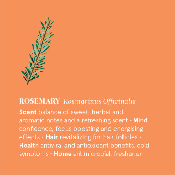 Rosemary Essential Oil - Image 2