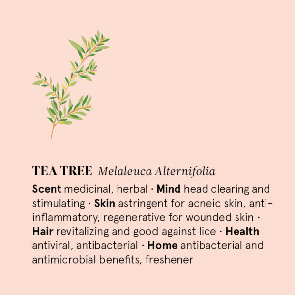 Tea Tree Essential Oil - Image 2