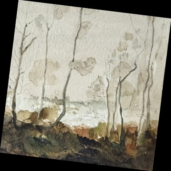 Abbeyleix Bog Trees - Greeting Card