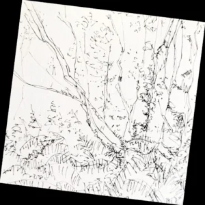 Birches - Greeting Card