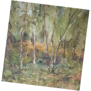 Stand of Birches- Greeting Card